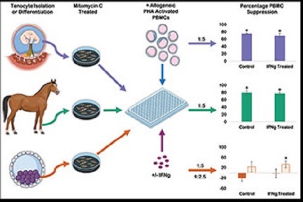 Papers published by equine science research project looking into using stem cells for tendon regeneration Image Papers published by equine science research project looking into using stem cells for tendon regeneration Image